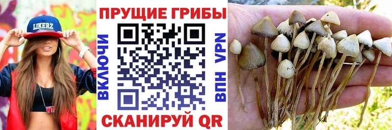 где найти   Каменск-Шахтинский  блэк спрут зеркало  Галлюциногенные грибы мухоморы 